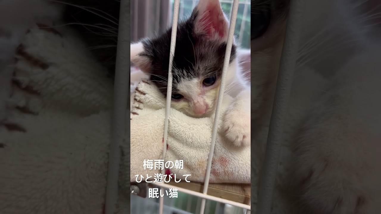 梅雨の朝　ひと遊びして　眠い猫#子猫