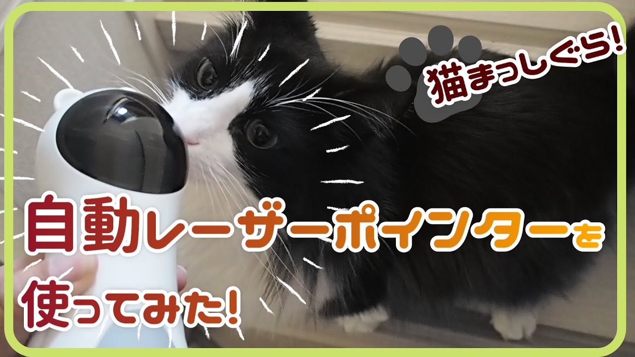 実力はいかに！？自動レーザーポインターで遊んでみた｜ノルウェージャンフォレストキャット