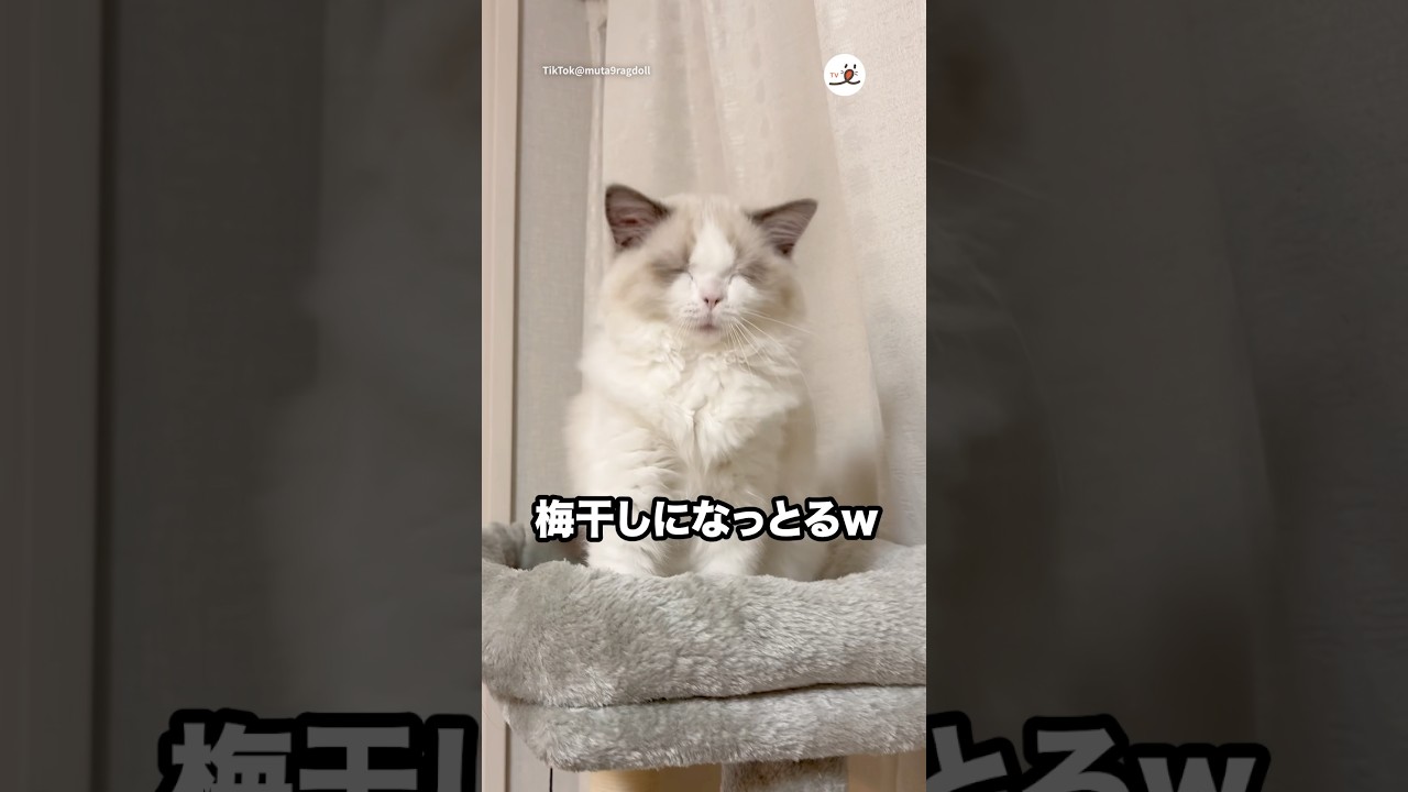 寝起きのお顔が梅干し｜PECO