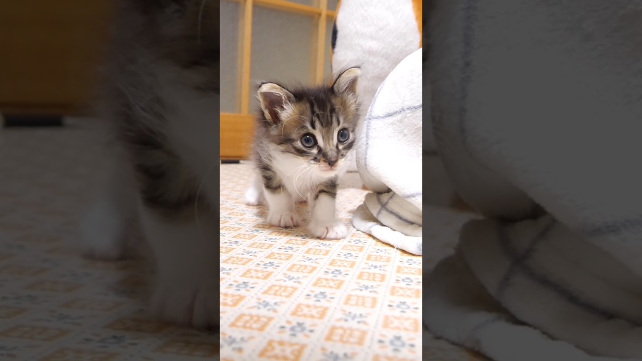 満腹な子猫が寝床を探してヨチヨチ歩く。#gatto #kitten #子ネコ #cat #meow