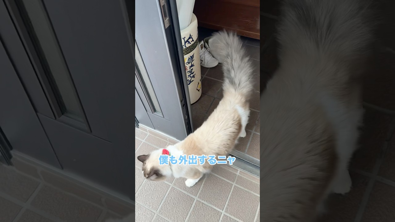 家猫、外を知る　#猫 #cat #ラグドール