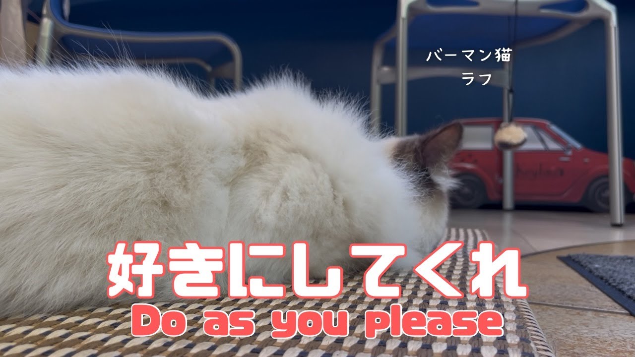 バーマン猫ラフ【好きにしてくれ】Do as you please（バーマン猫）Birman/Cat