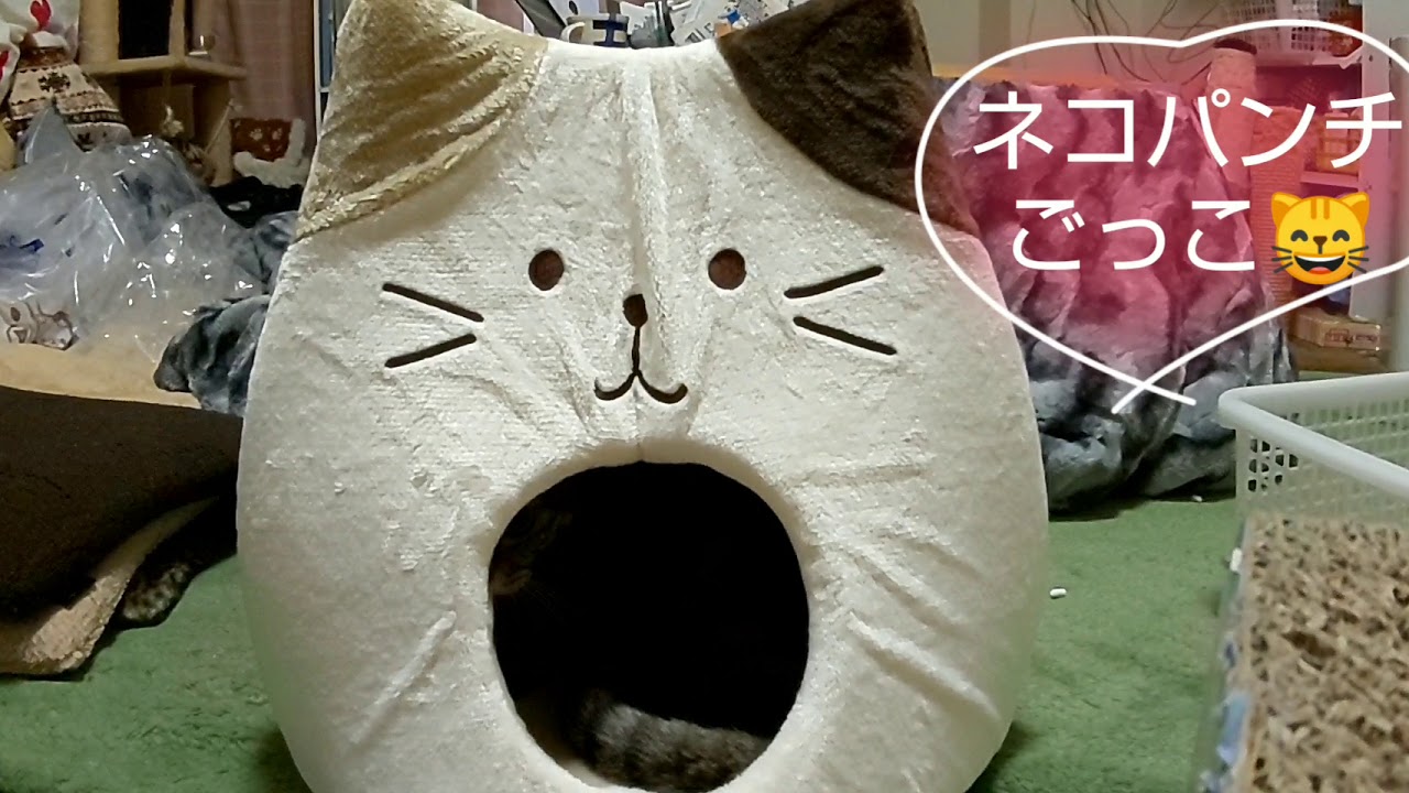 コーナンの猫耳ベッド開封枠20190128 猫 アビシニアン あびちゃん キジトラ きゃっちーさん cat cute Abyssinian Brown tabby