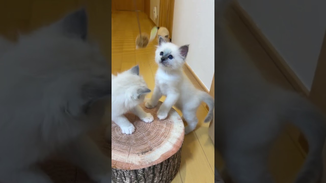 バーマン 【祝・初の男の子ベビー誕生！】🎉🌟