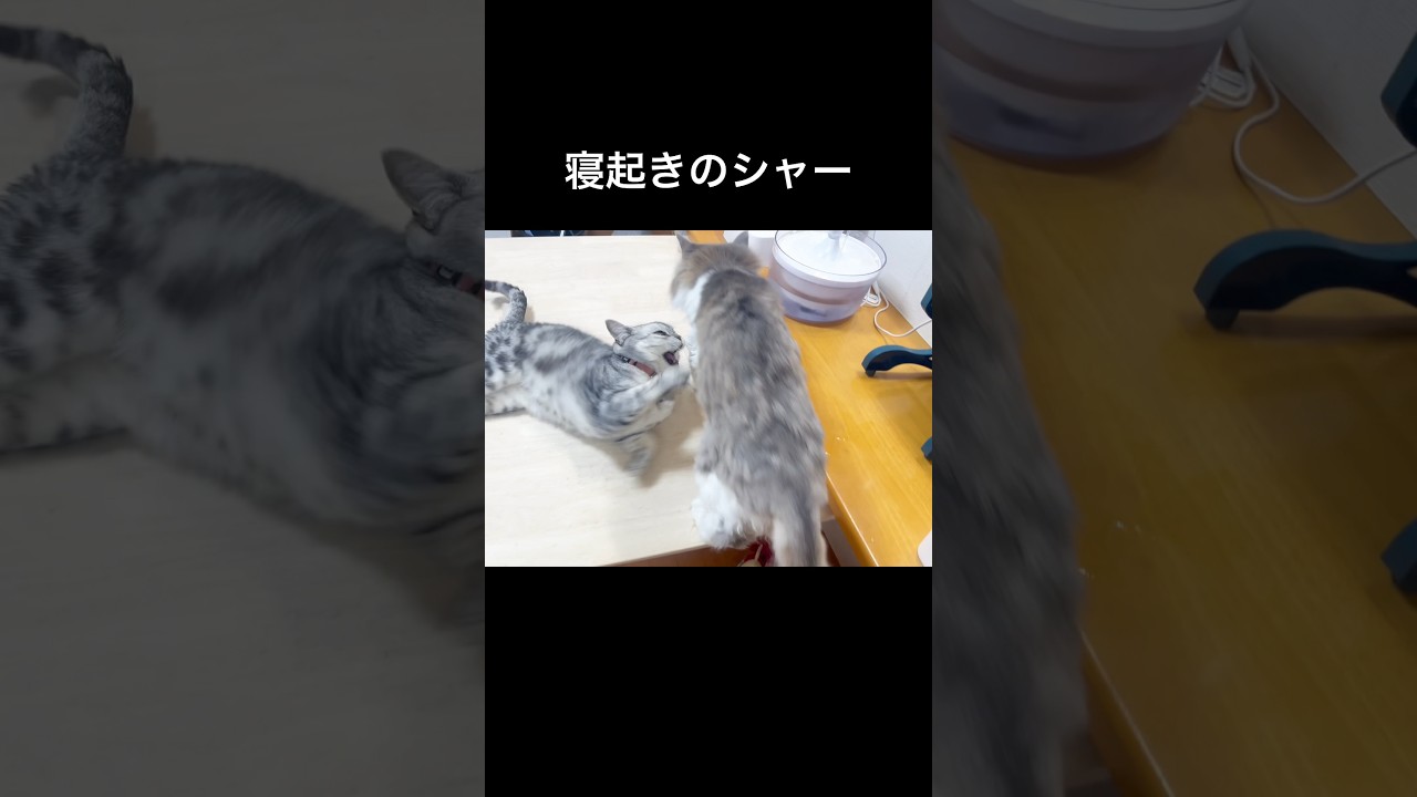 寝起きのシャー #猫 #アメリカンショートヘア #shorts