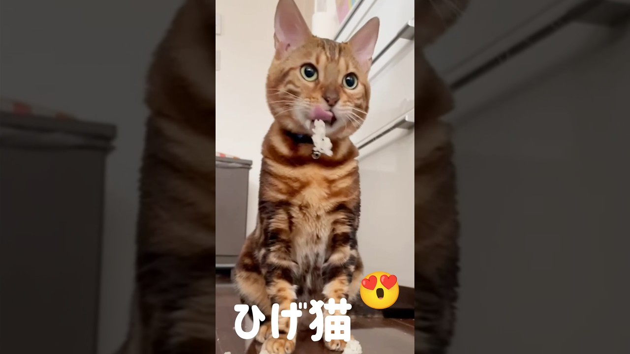 【髭男 #cat 】ん？何かした？お米が髭にひっかかって取れない🐱 #ねこ #猫のいる暮らし #ねこのいる生活 #猫はご飯を食べる #ベンガル