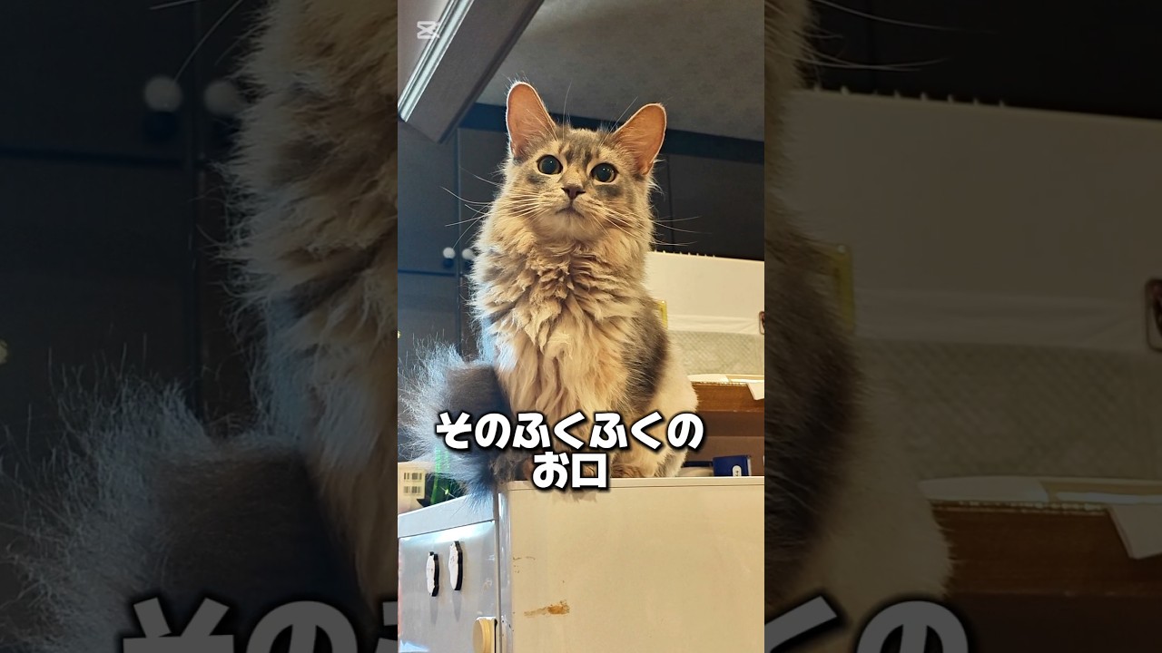 【猫動画】うちのソマリが可愛すぎて叫ばずにはいられない　#cat  #cats #shorts #猫 #ねこ