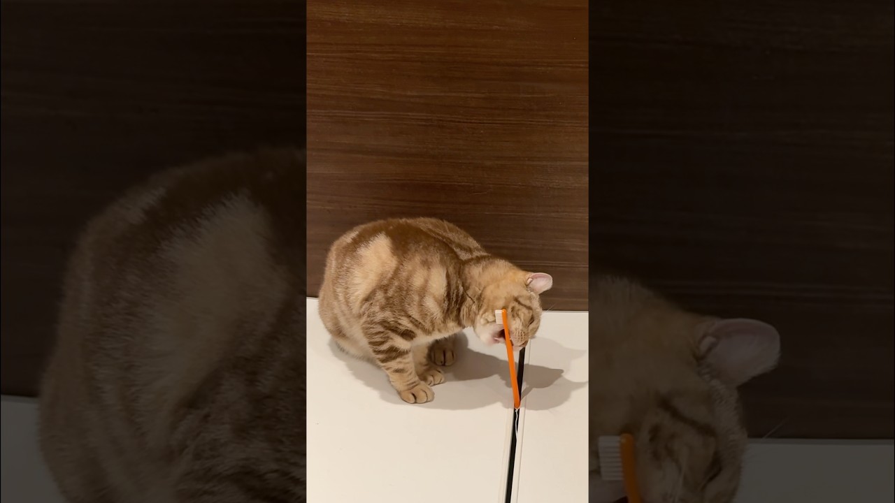 歯磨きカミカミ猫ルイちゃん #cat #アメリカンカール #cute #ウインク