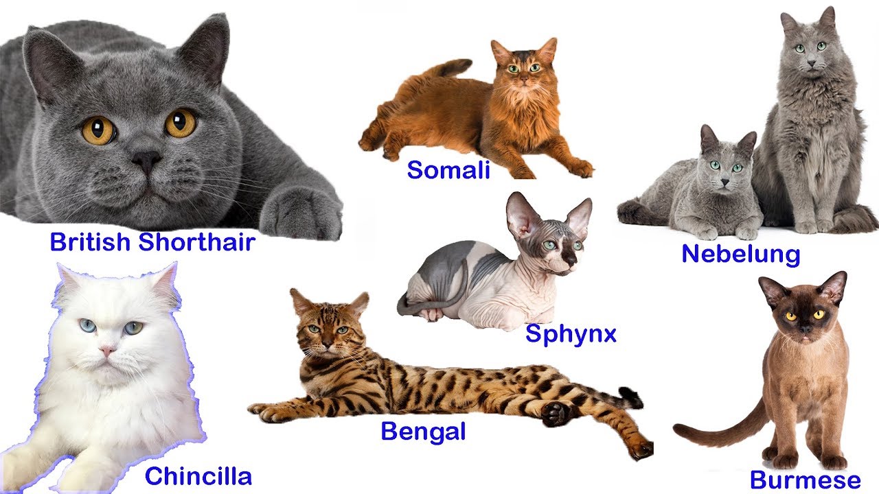 Dünyadaki 66 Kedi Irkı (66 Cat Breeds in the World)