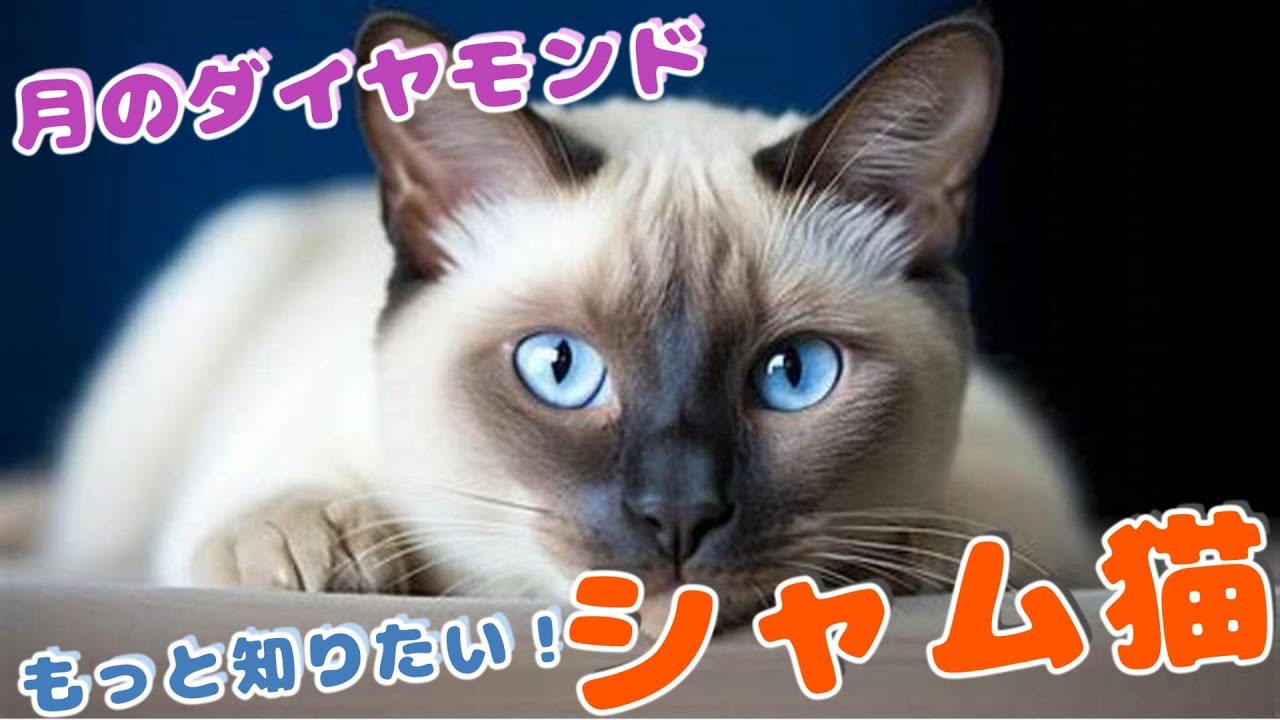 もっと知りたい！動物のこと【シャム猫】#cat #animals #雑学 #動物 #猫 #ねこ #猫のいる暮らし #ねこのいる生活 #猫動画 #シャム猫 #siamesecat