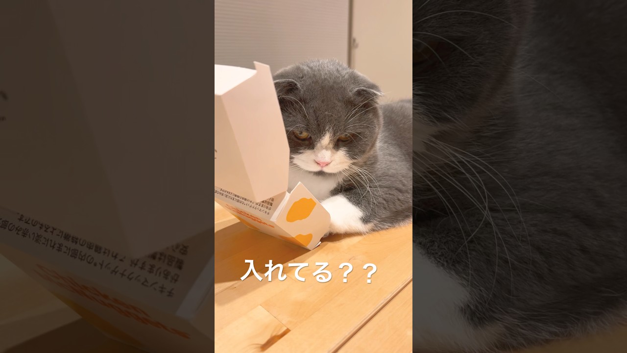 箱好きなつくね。#チキンナゲット 　#cats  #スコティッシュフォールド　#猫のいる暮らし  #猫　#猫動画　#癒し