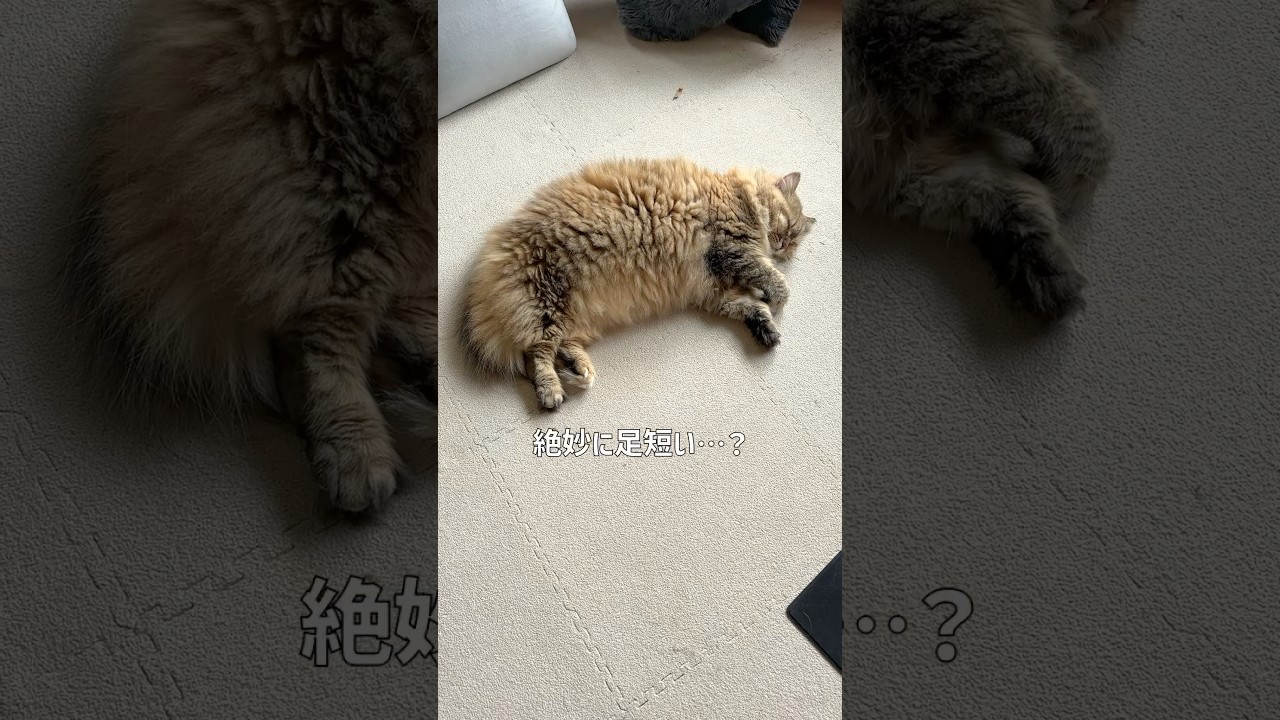 まんまるボディに短い手足。それが…【サイベリアン・マグロ】 #shorts #サイベリアン #猫 #短足