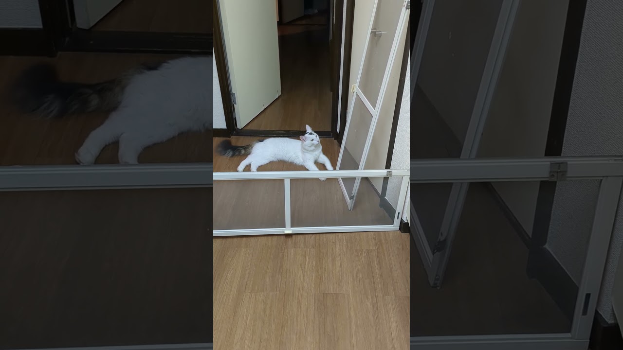 このバリケードがあるときはコンロを使っているからキッチンに入ってはいけないというルールを守るようになった#保護猫 #ターキッシュバン #Turkish Van