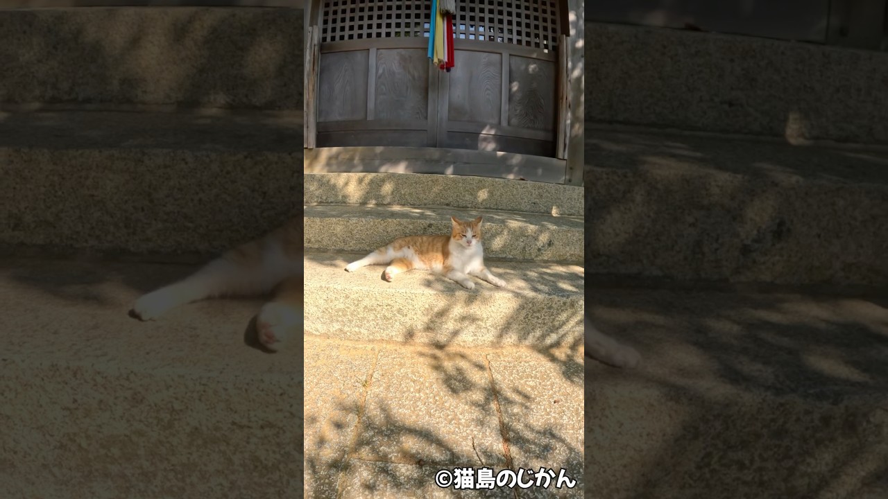 参拝ボブテール #shorts #猫 #cat #cats