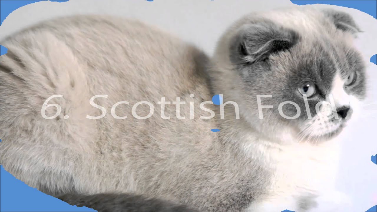 Top 10 smartest cat breeds
