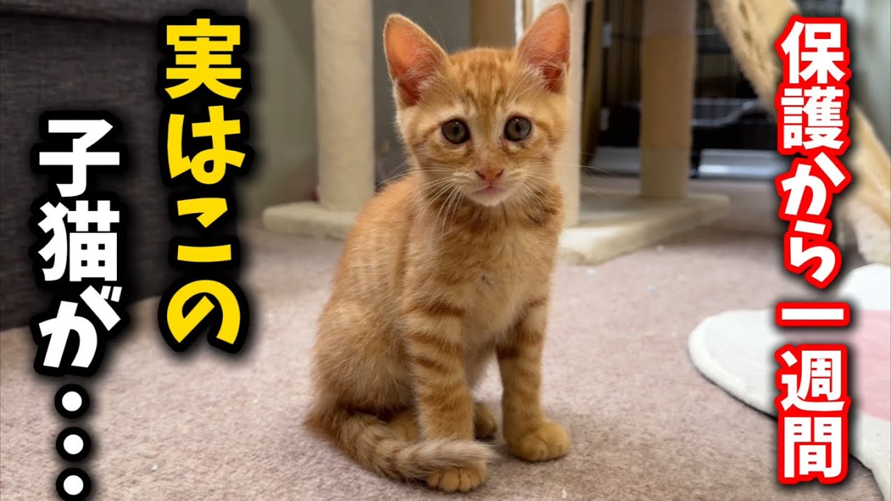 ひとりぼっちで保護された子猫が奇跡を起こしました