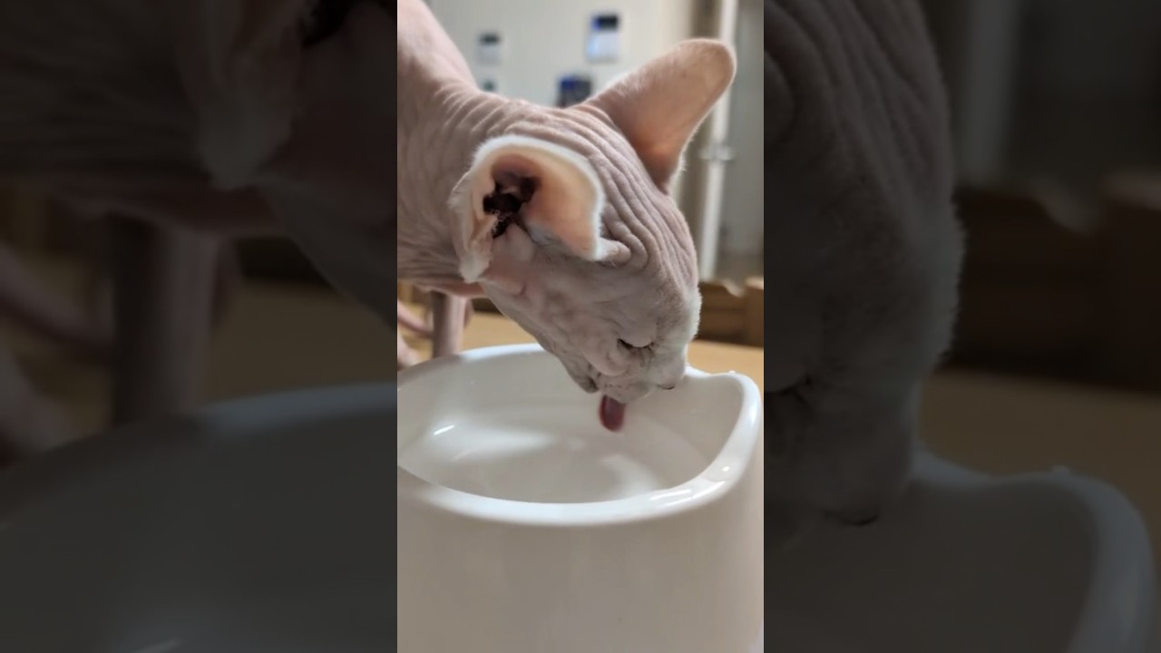 水を飲む毛のない猫【スフィンクス猫】