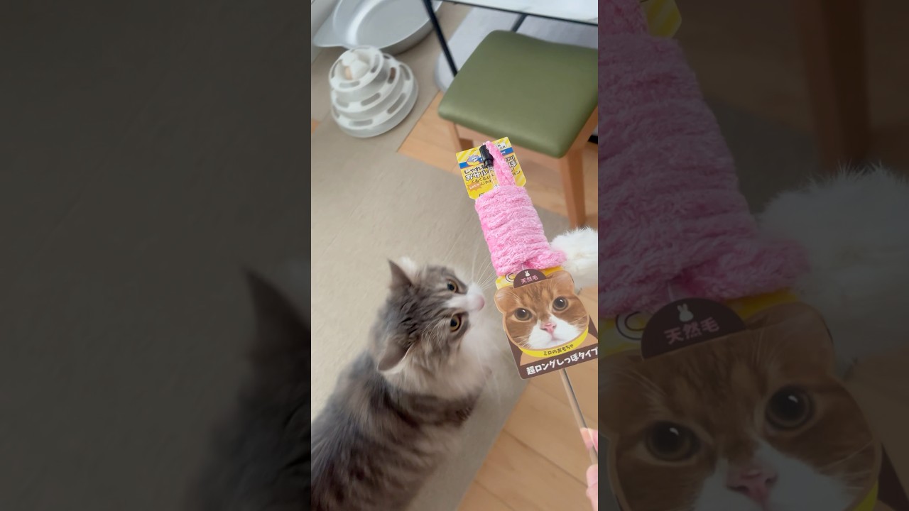 新しいおもちゃ 前を見て歩かないと危ないよ #サイベリアン #siberian #2歳2ヶ月 #cat #2歳 #shorts