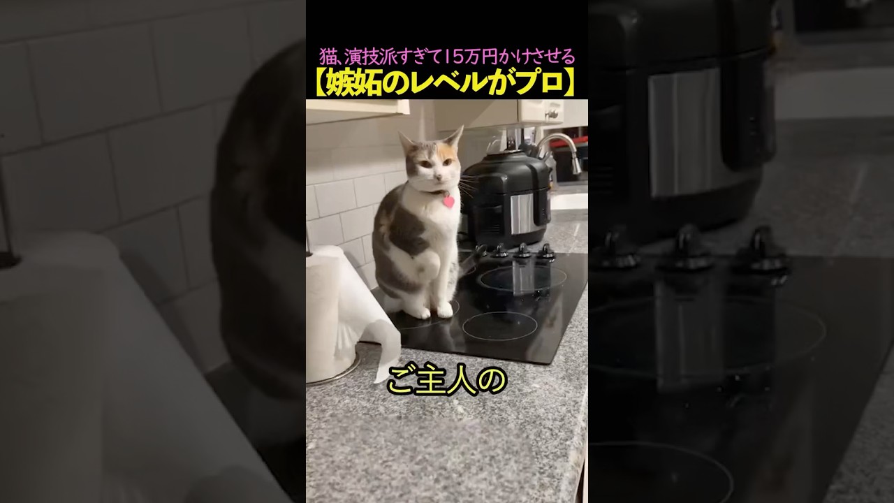 猫、演技派すぎて15万円かけさせる【嫉妬のレベルがプロ】#猫　#猫のいる暮らし　#猫動画　#ねこ　#可愛い　#ペット　#かわいい　#2ch