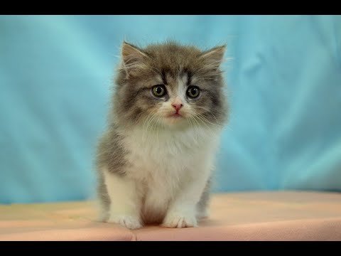 スコティッシュフォールド　No.250602　ペットショップ『ヒラマツケンネル』の子猫