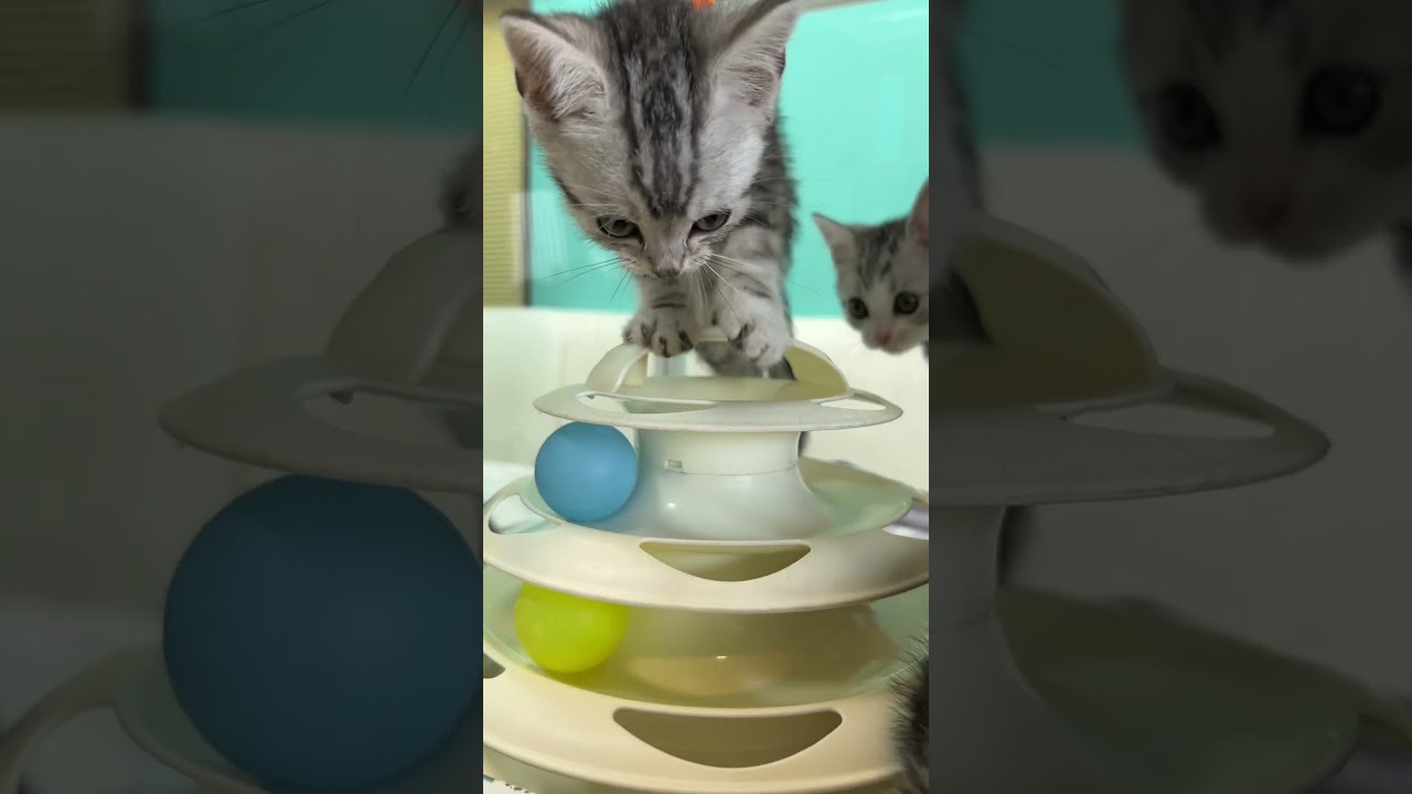 短毛　スコティッシュフォールド埼玉県猫専門ブリーダー