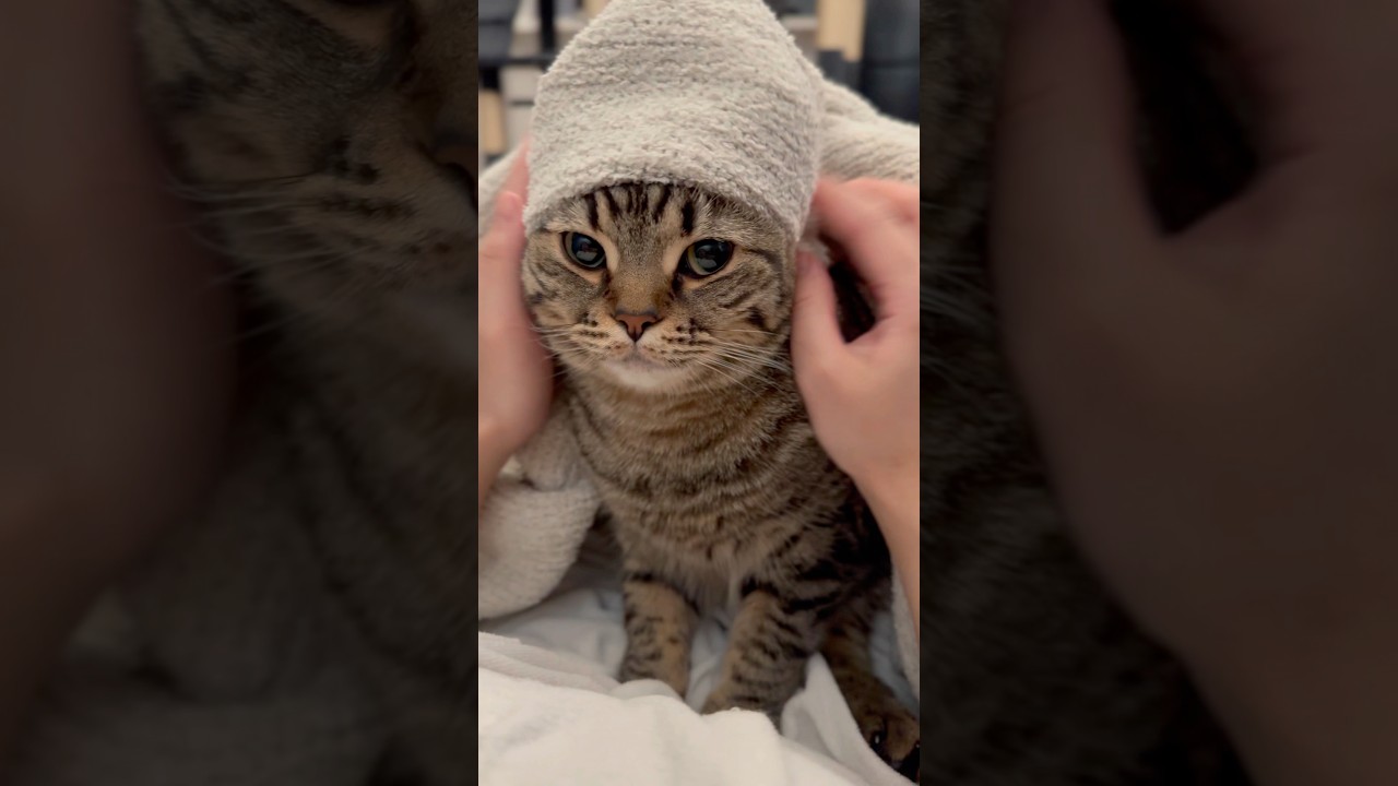 ﾌﾟﾙﾌﾟﾙ猫を毛布で包んだら可愛すぎて優勝した!! #shorts #猫 #cat
