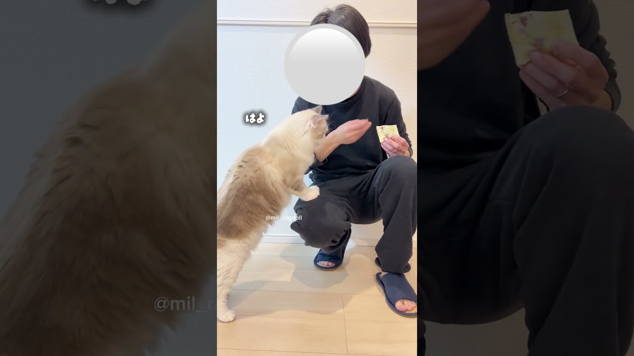必死すぎるおやつタイム #shorts #猫 #ラグドール #cutecat #funnycat #ragdollcat #猫のいる暮らし #猫のいる生活  #냥이 #라그돌