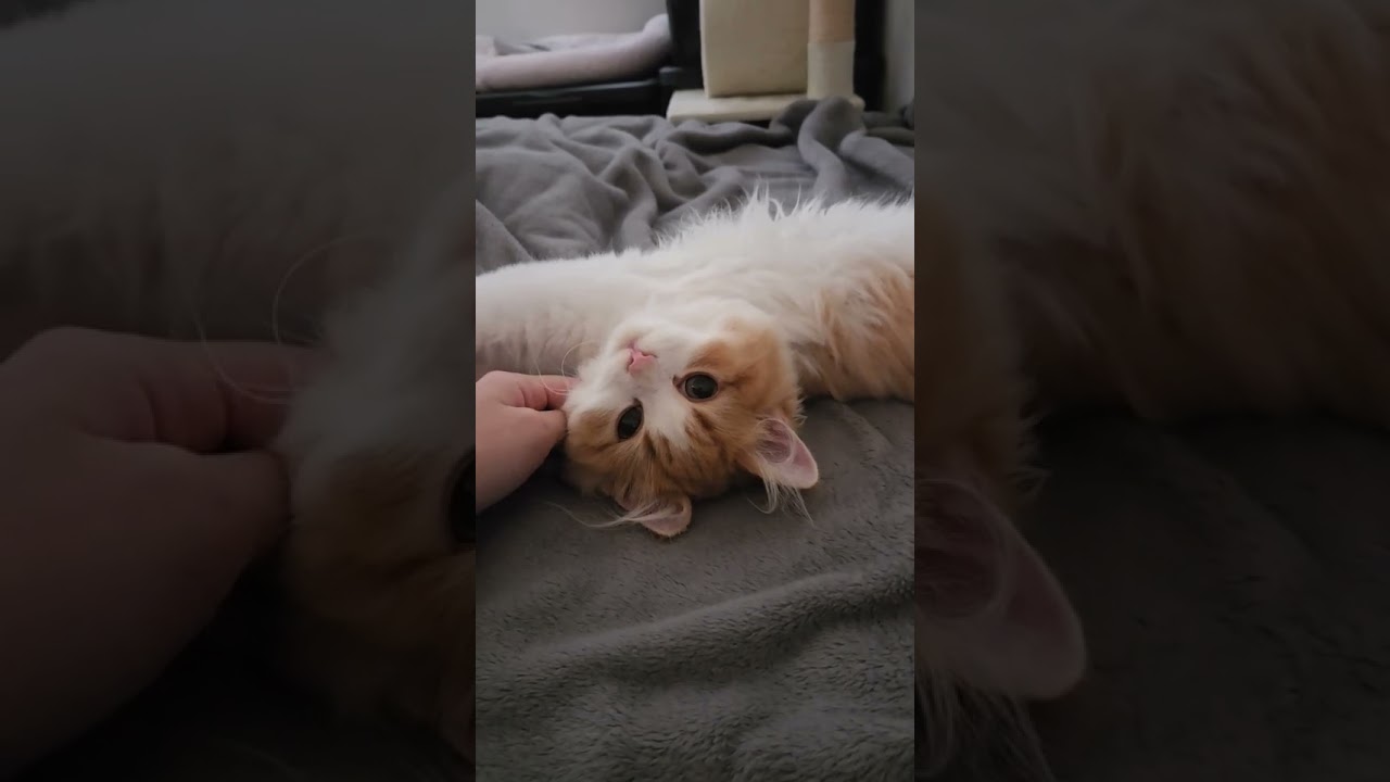 おちび　 #cat #ragamuffin #ラガマフィン #ねこ #猫のいる暮らし #猫のいる生活