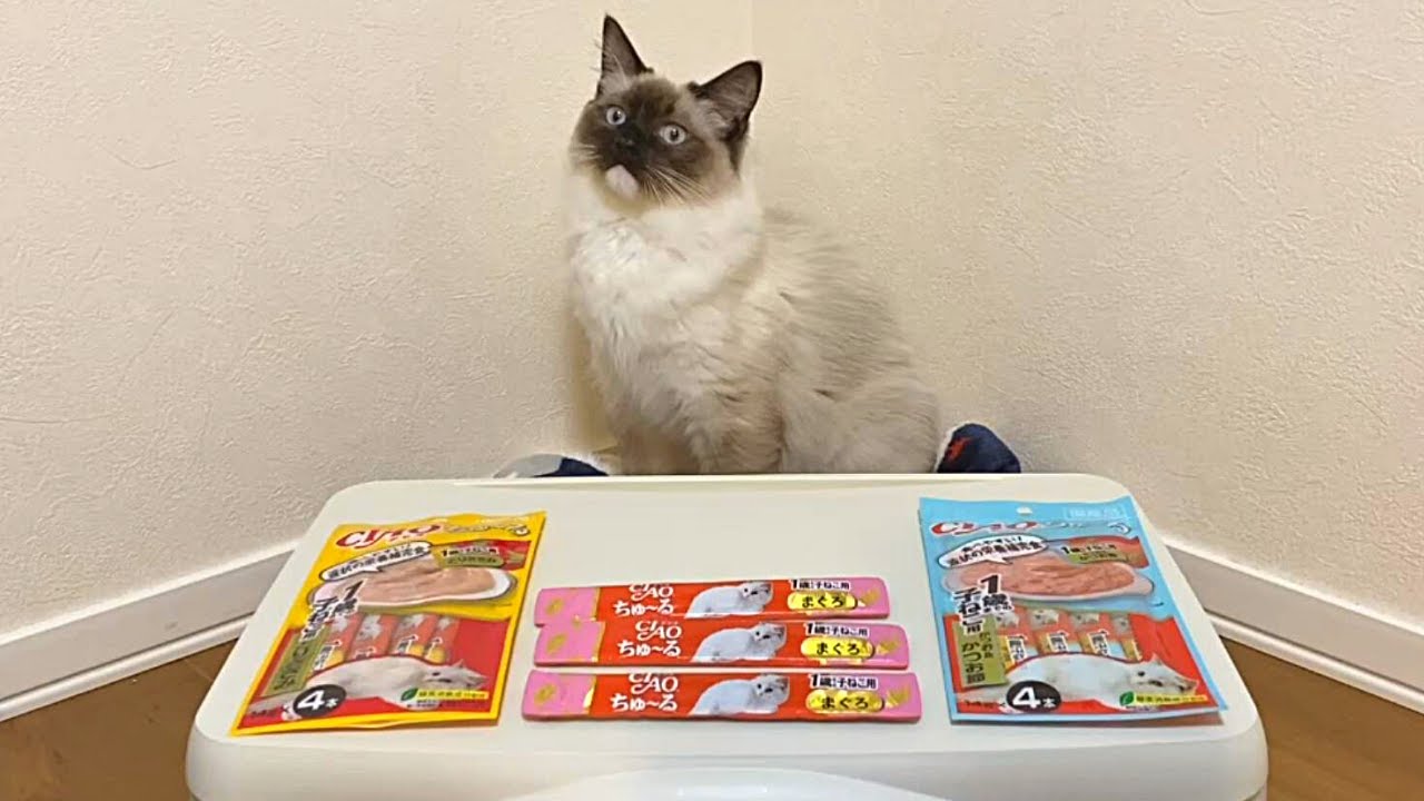 【CIAO ちゅーる】生まれて初めて「ちゅーる」を食べた子ネコがすごいことになった...