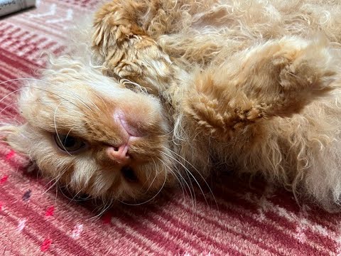 90th Cat's Daily Life La Perm siblings Kuu & Kai ／90回 ラパーマ兄弟の日常クウ(空)＆カイ(海)❤️💗🩷💖