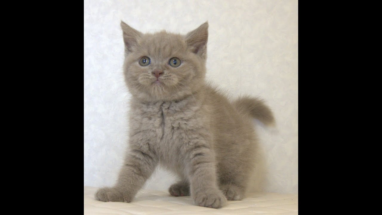 ブリティッシュショートヘアー子猫　British Shorthair　2025.4.4産まれ　ライラックタビー　女の子　シーダキャット猫のお店