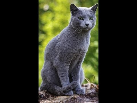 Russian Blue Cat Breed Guide