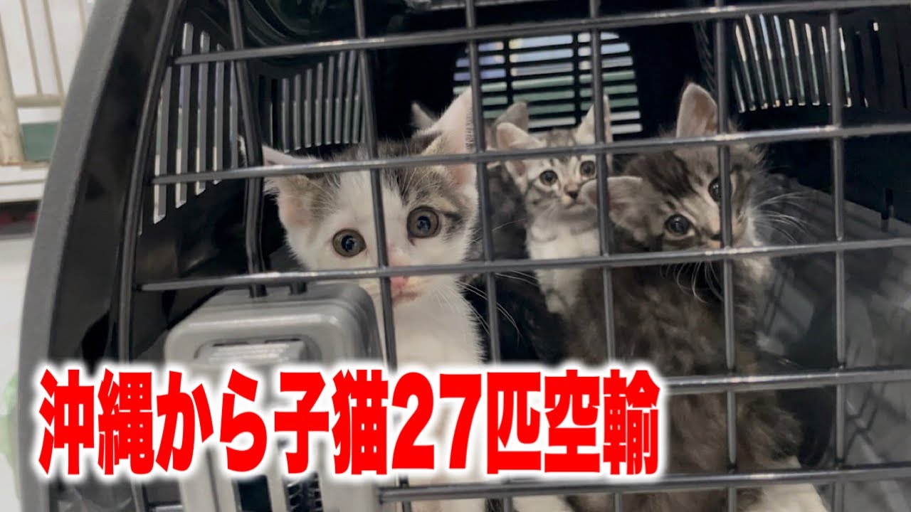 【前編】沖縄から行き場のない子猫27匹を空輸しました