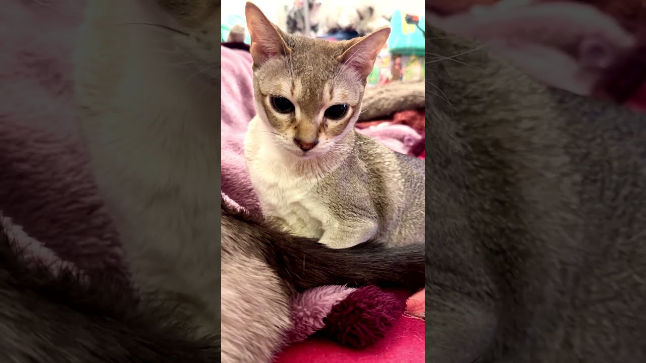 たくさんペロペロしたいのにたぬき猫に警戒されているからどうしようか悩み中のシンガプーラなのにゃ♪ #cat #シンガプーラ #トンキニーズ#たぬき猫#singapura#tonkinese