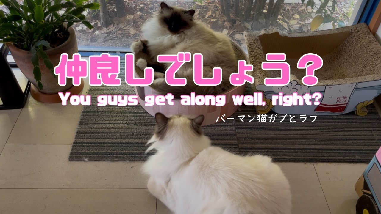 バーマン猫ガブとラフ【仲良しでしょう？】You guys get along well, right?（バーマン猫）Birman/Cat