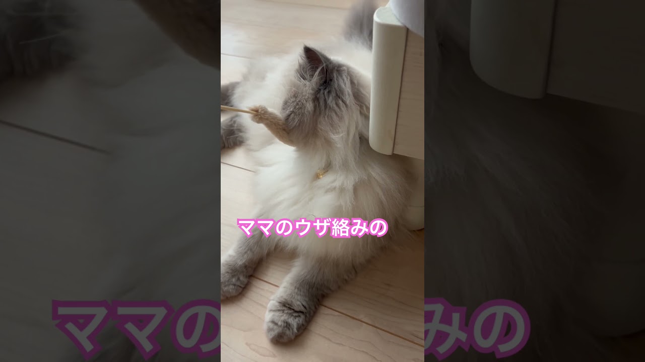 ママのウザ絡みの相手してくれるヒマラヤンのマーベル🐈🐾 #cat #猫のいる暮らし #元気になる動画 #猫好きさんと繋がりたい #shorts