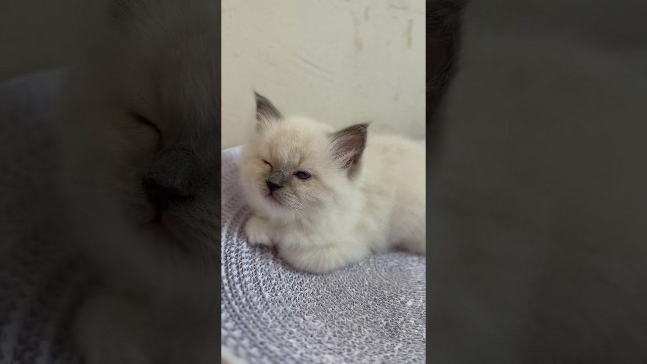 バーマン 記念すべき第１号、そして唯一の女の子が誕生しました！💕👑