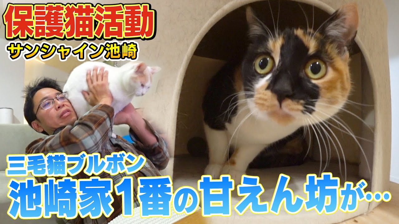 【池崎家で１番の甘えん坊】三毛猫ブルボンがサンシャイン池崎さんのそばから離れないようになりました