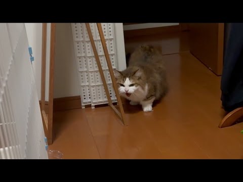 子猫にシャーと言ってた秀吉が徐々に子猫に心を開くまで