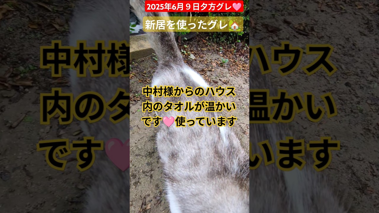【2025年6月９日夕方グレ🩷】新居を使っているようです🏡🐱