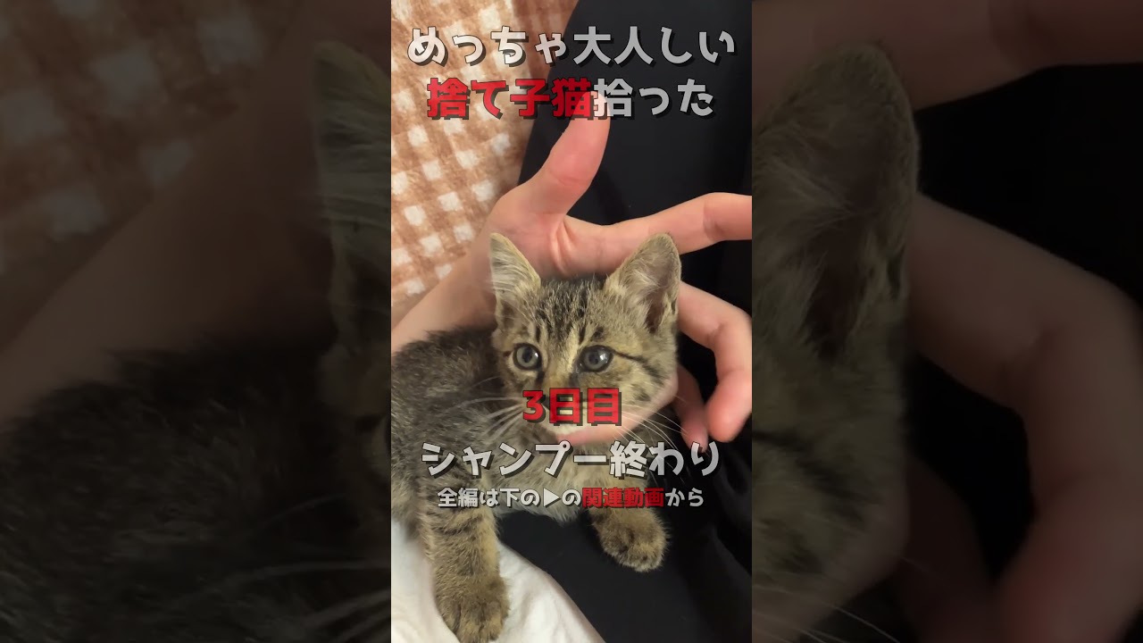 【捨て猫】生後3ヶ月弱の男の子を保護したら3日で大人しくなった #保護猫 #捨て猫 #shorts