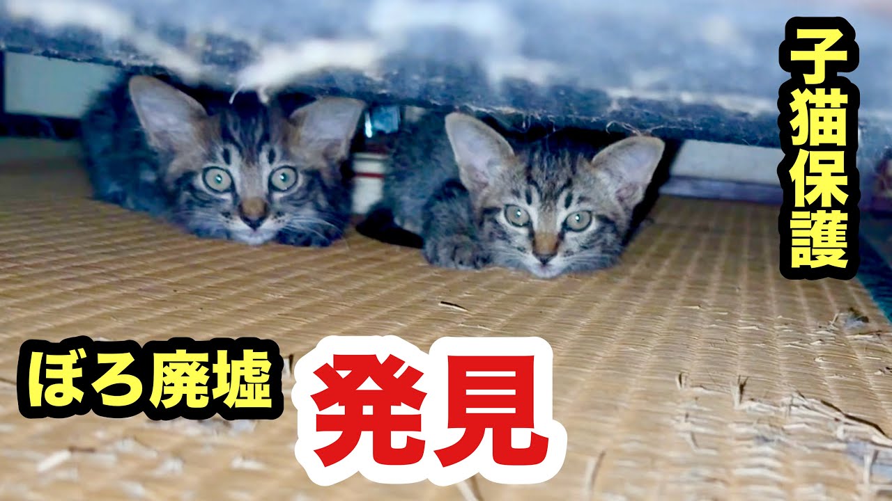 廃墟で産まれた人間不信な子猫を保護しました
