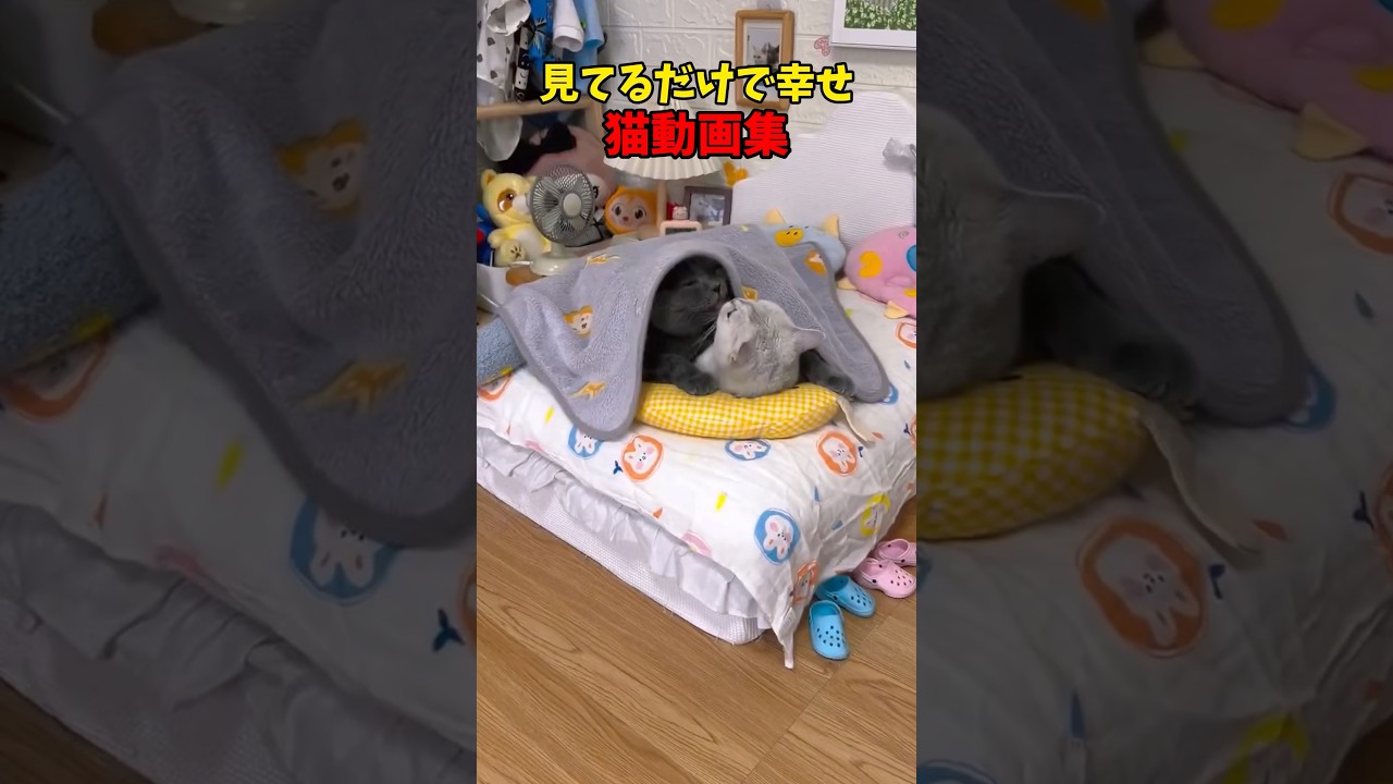 しあわせ〜❤️#猫 #cat #cats #cute
