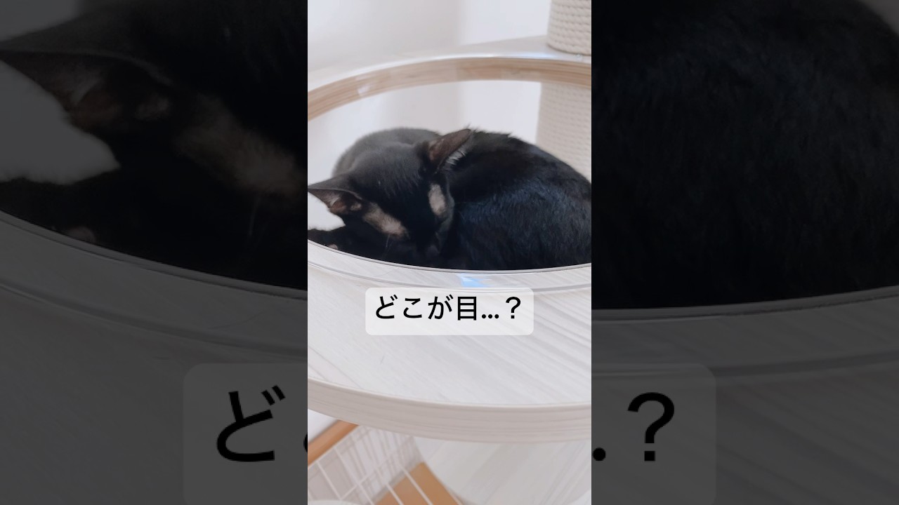 黒猫はいいぞ…　#黒猫 #ボンベイ #cat #bombay #猫のいる暮らし #ねこのいる生活 #ネコ #猫 #子猫 #猫動画