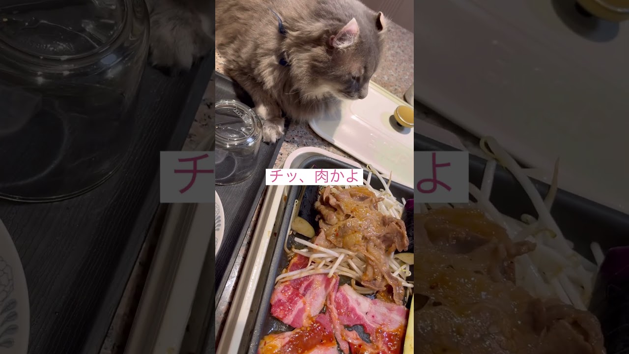 魚が食べたい #アメリカンカール #ねこ動画 #猫のいる暮らし #里親募集猫