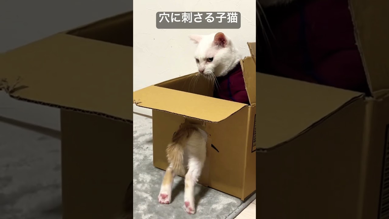 穴に刺さる子猫 #cat  #猫  #ねこ  #保護猫 #cute #猫のいる暮らし #子猫 #こねこ #shorts