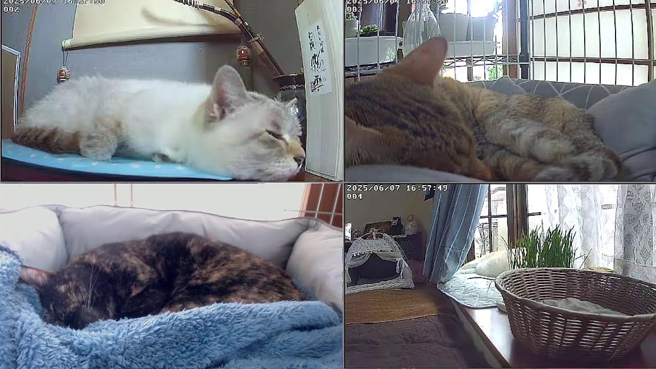猫ライブ　野良猫から家猫へ 　保護猫と野良猫　 cat live