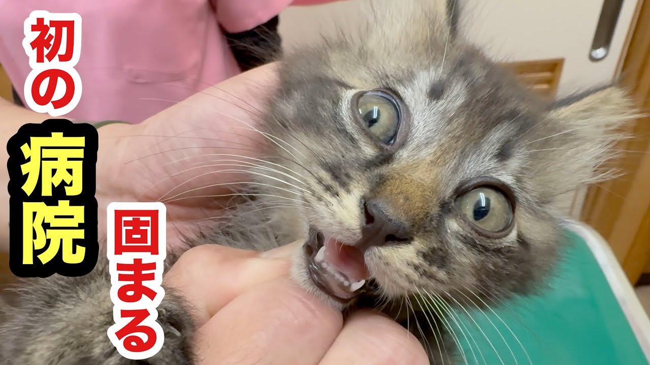 初めての病院で怖くて固まってしまった保護子猫