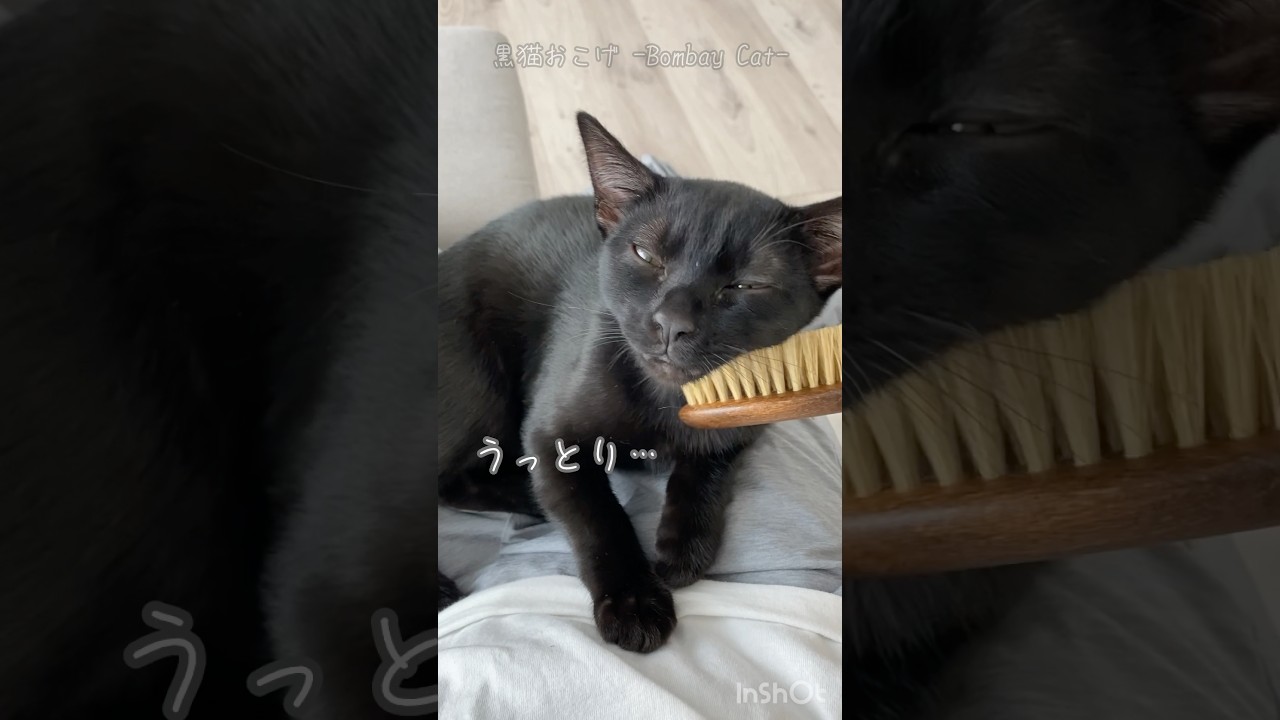ブラッシングが好きすぎる子猫　#cat #黒猫 #ボンベイ #猫のいる暮らし #ねこ #ねこのいる生活 #ネコ #bombay #猫 #好きな子猫 #ねこ動画