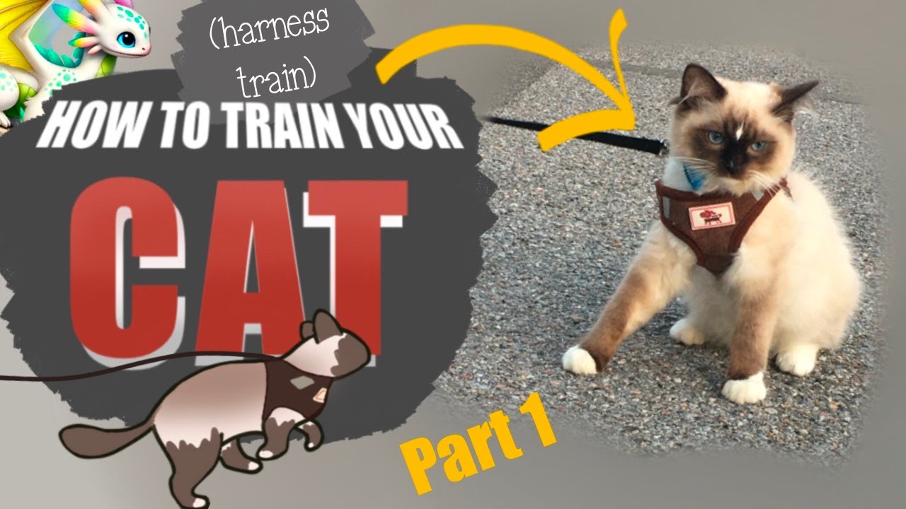 Purr-fect Harness Training: Our Ragdoll Cat Kumo Shows You How! Part 1 Getting Used To The Harness